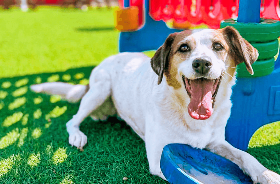 Featured Five PetFriendly Locations in Midland Visit Midland